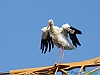 Uccelli ciconiiformi 10 - Cicogna bianca.jpg